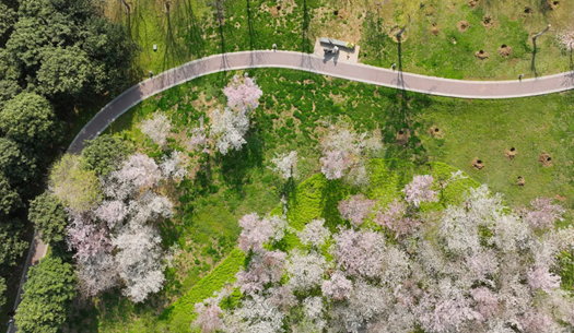 一河春色，兩岸繁花，賈魯河畔濃縮了最美的春天
